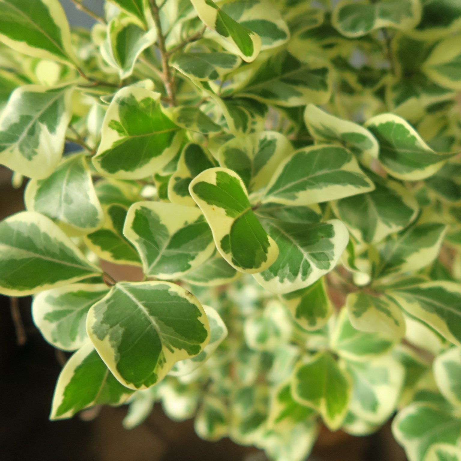 フィカス トライアンギュラリスの育て方｜花屋のラフ