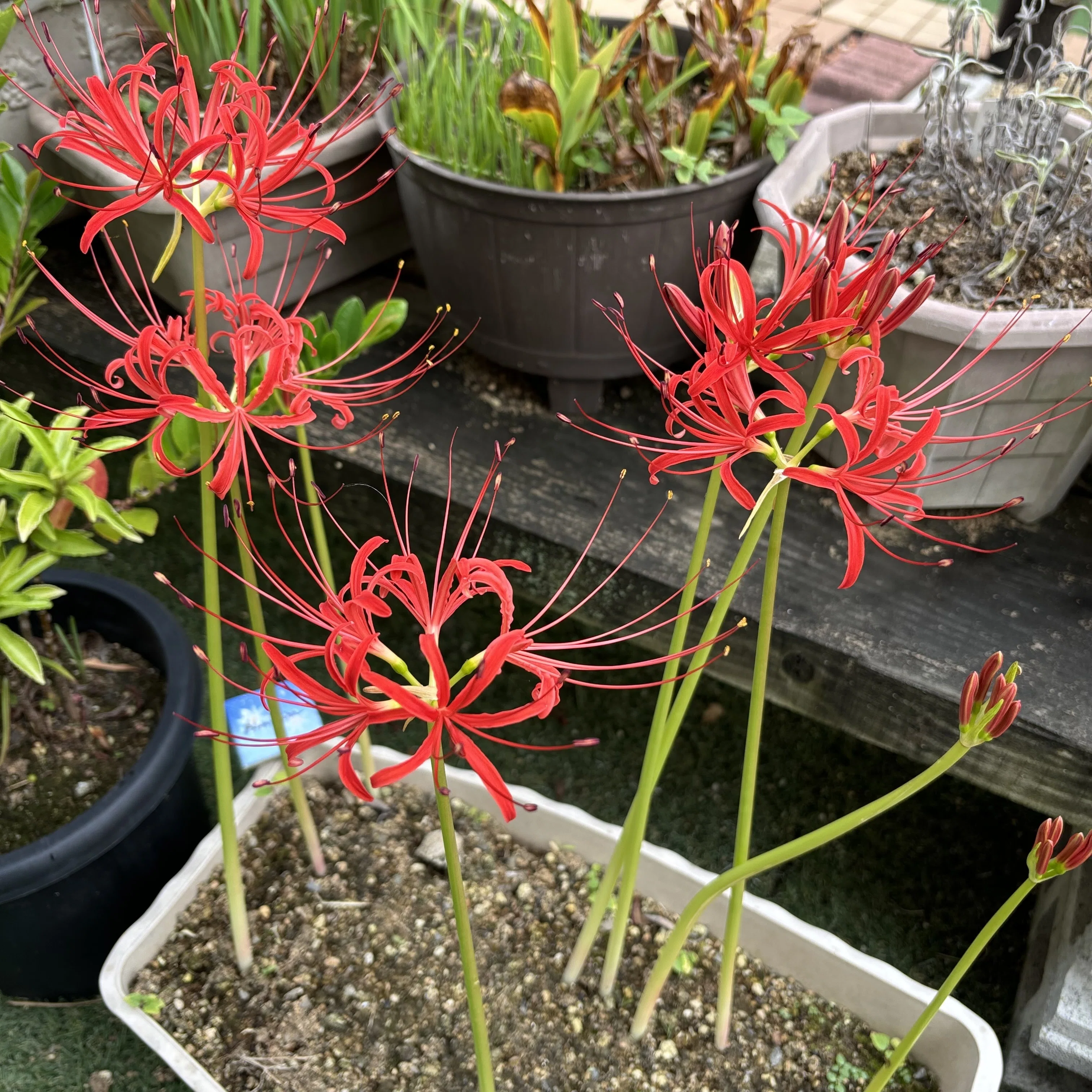 Red Spider Lily｜秋春瑠
