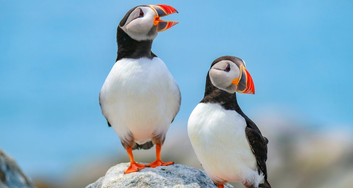 笑い顔｜Makoto Okada 