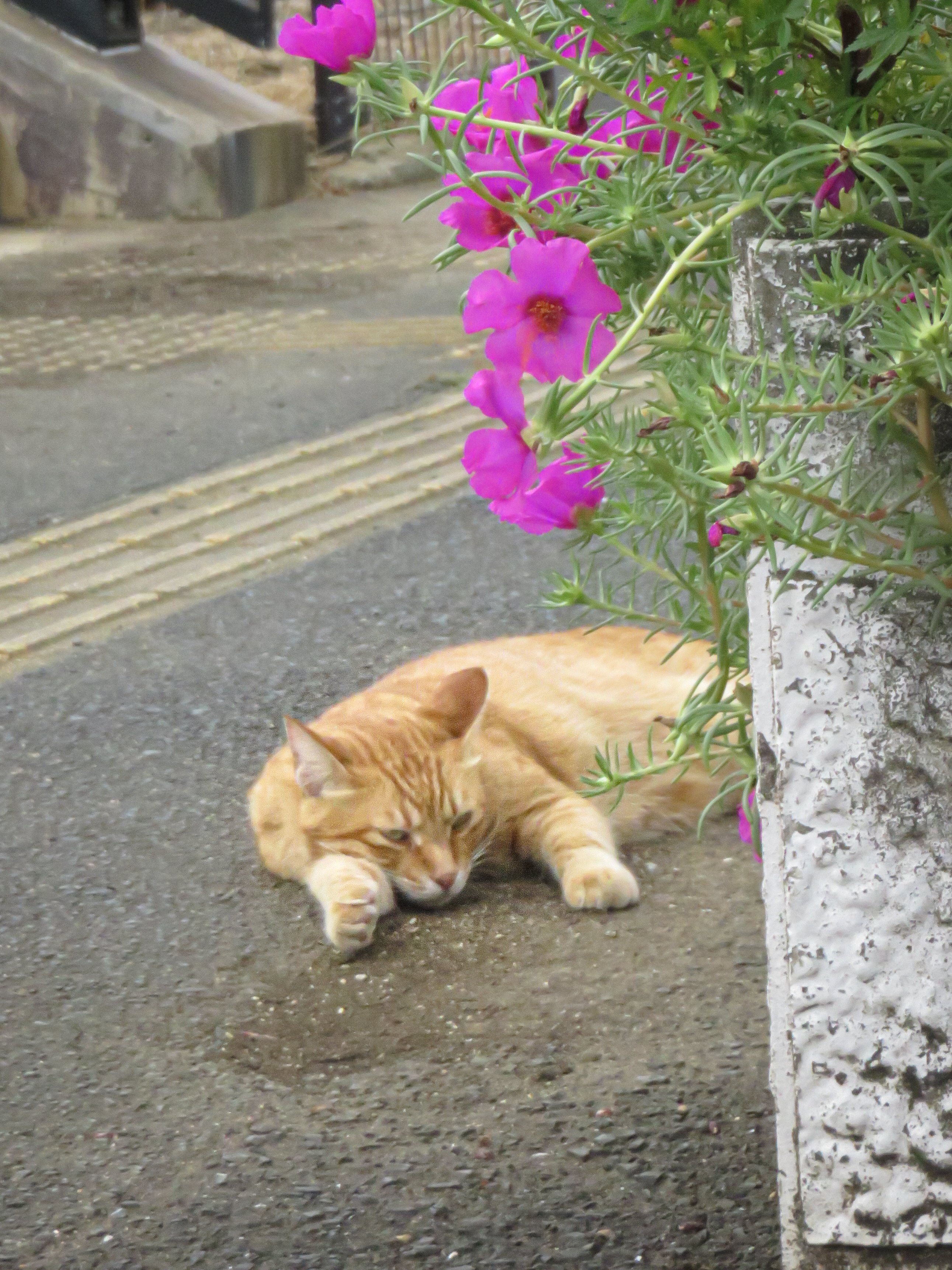 スナップ中に撮った野良ネコたち｜ほびマガ