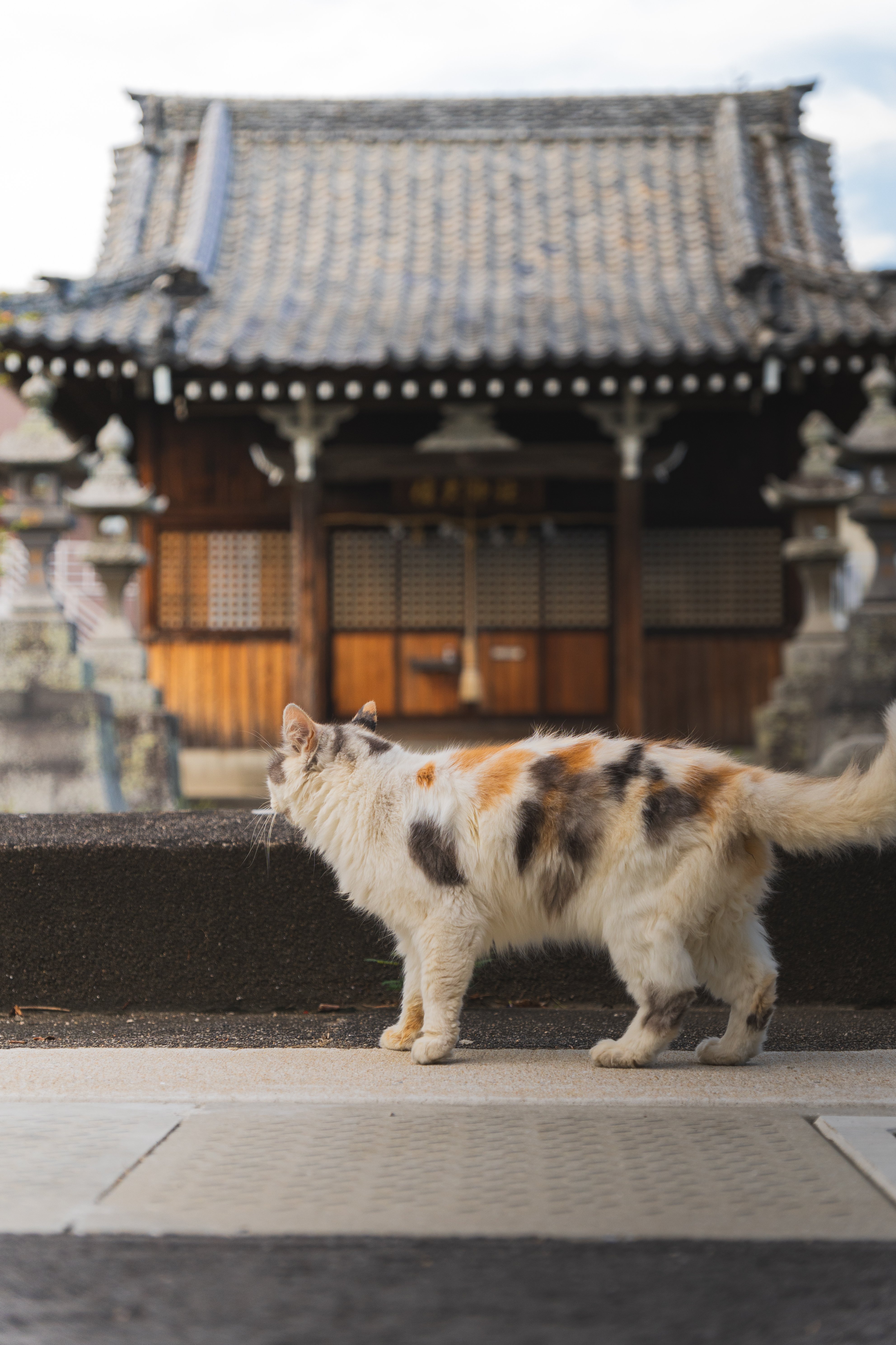 スナップ中に撮った野良ネコたち｜ほびマガ