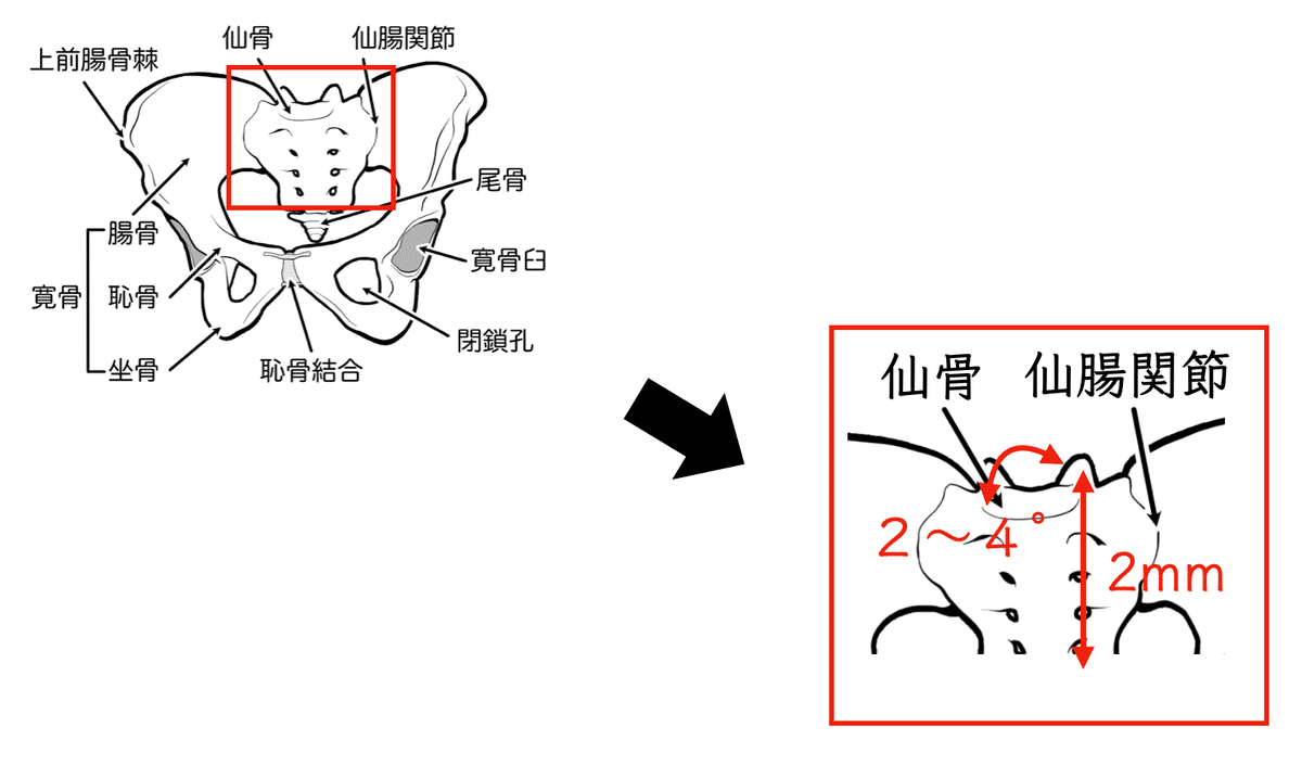 骨盤アライメントの精確な評価｜理学療法士による臨床のためのnote