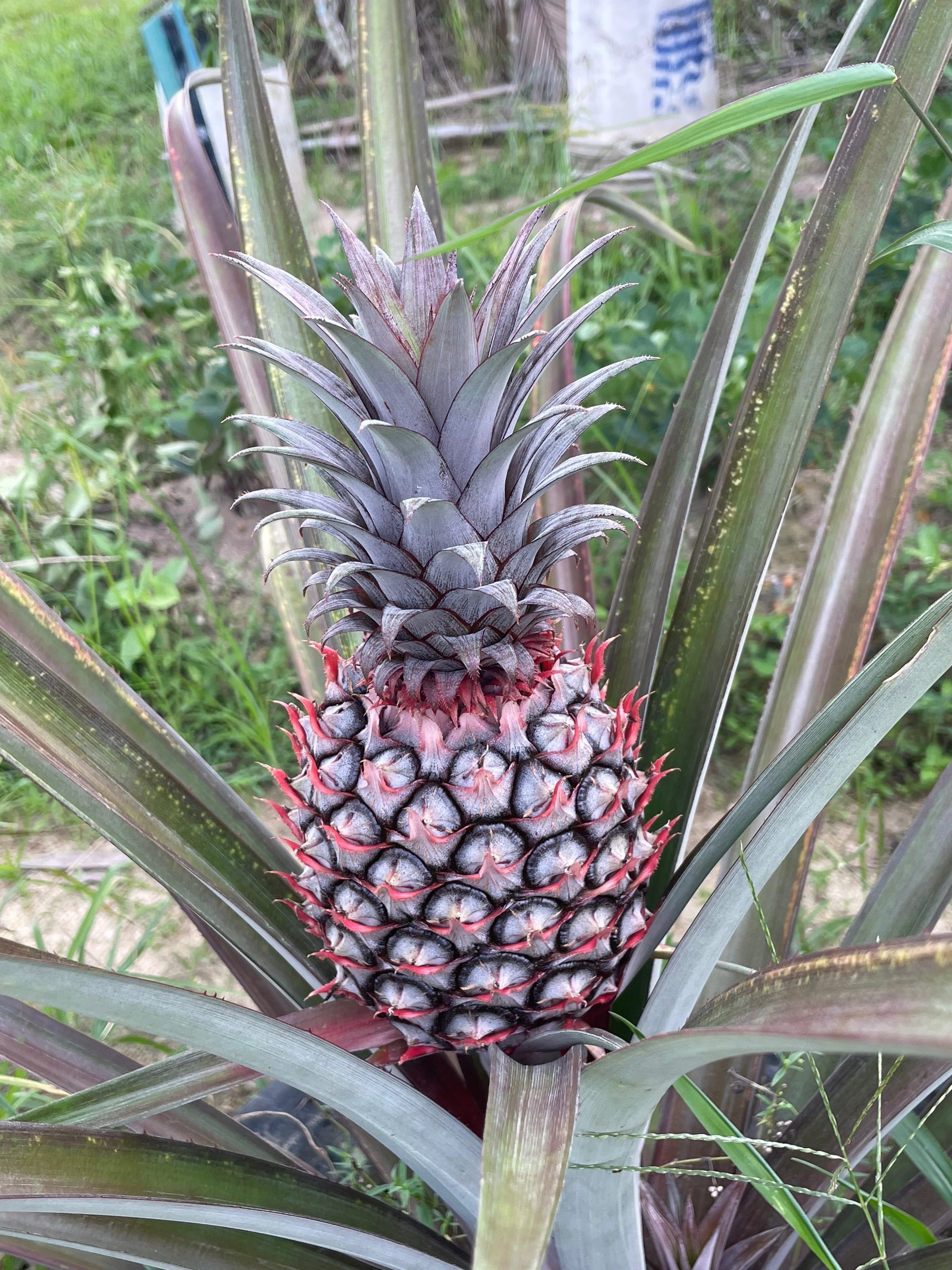 気軽に行ける穴場のパイナップル農園🍍『NICTAR PINEAPPLE PARK