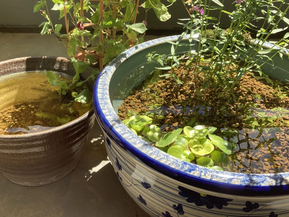 Summary] Medaka Balcony Biotope: Everything About 3 Years of 