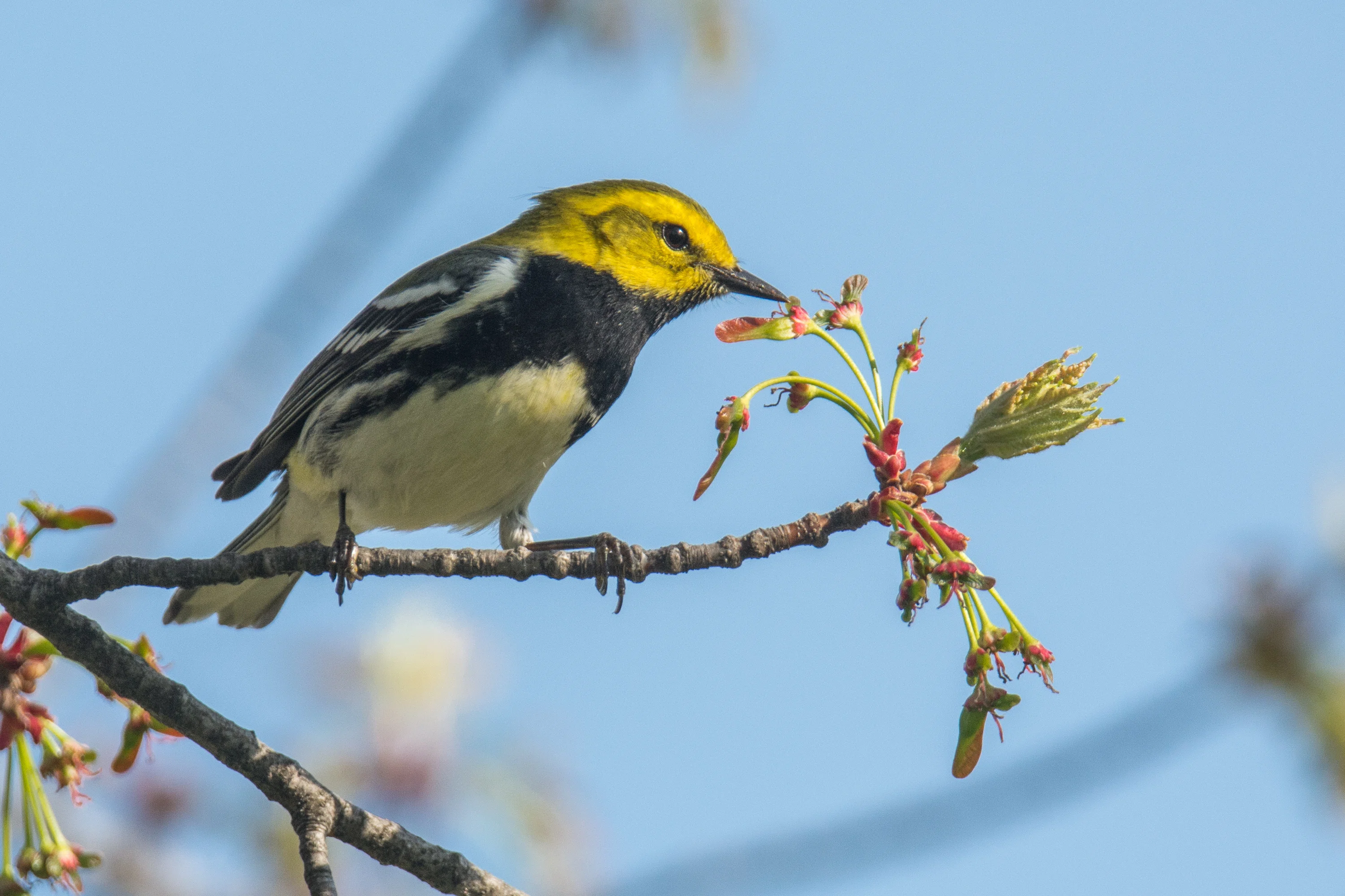 シカゴでバードウォッチング！】 Black-throated Green Warbler