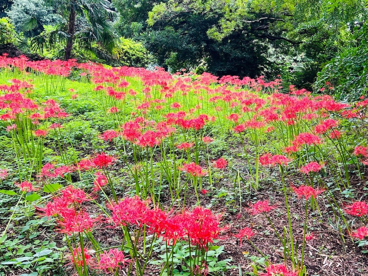 彼岸花@小石川植物園 2024｜ミント