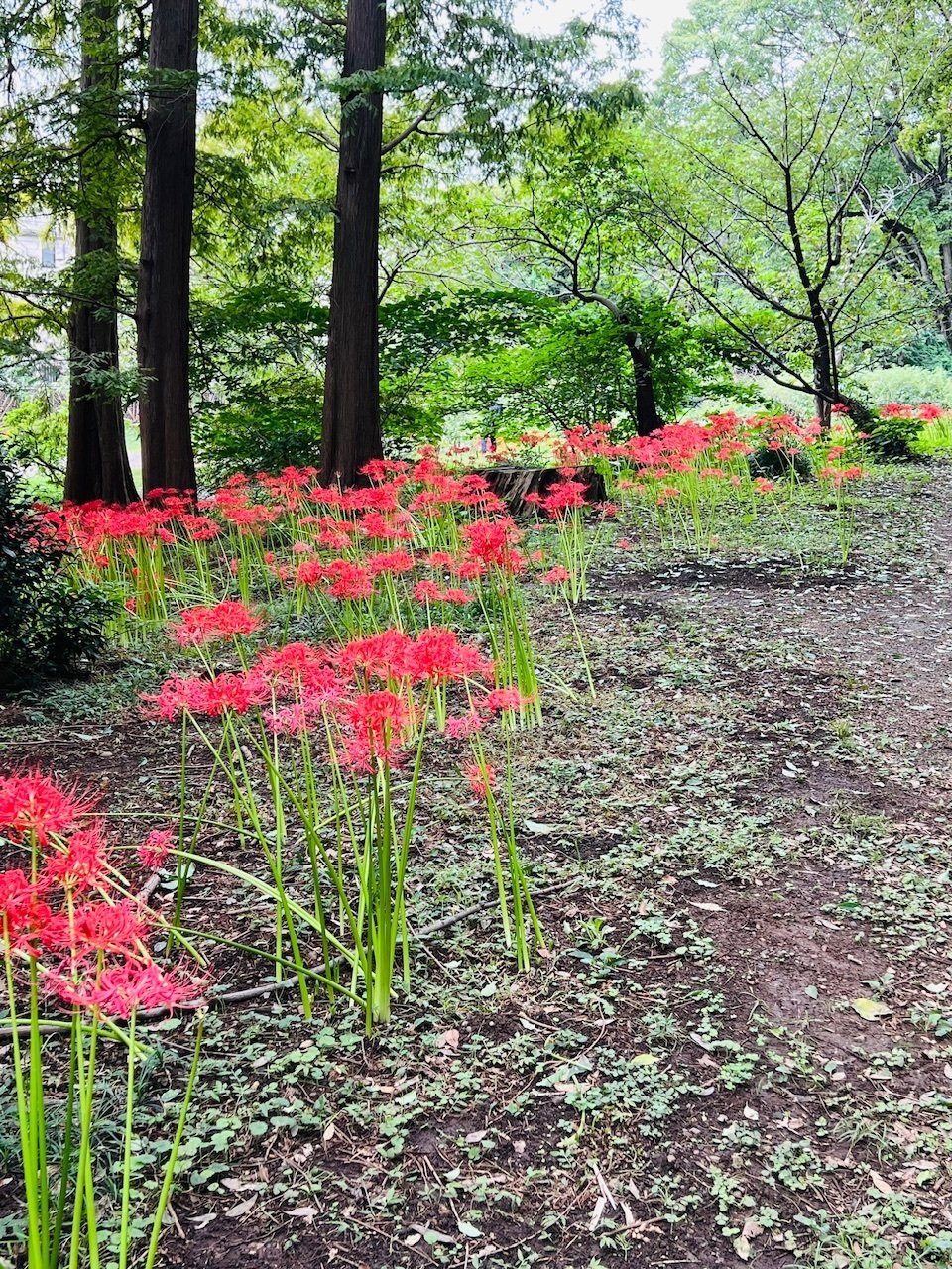 彼岸花@小石川植物園 2024｜ミント