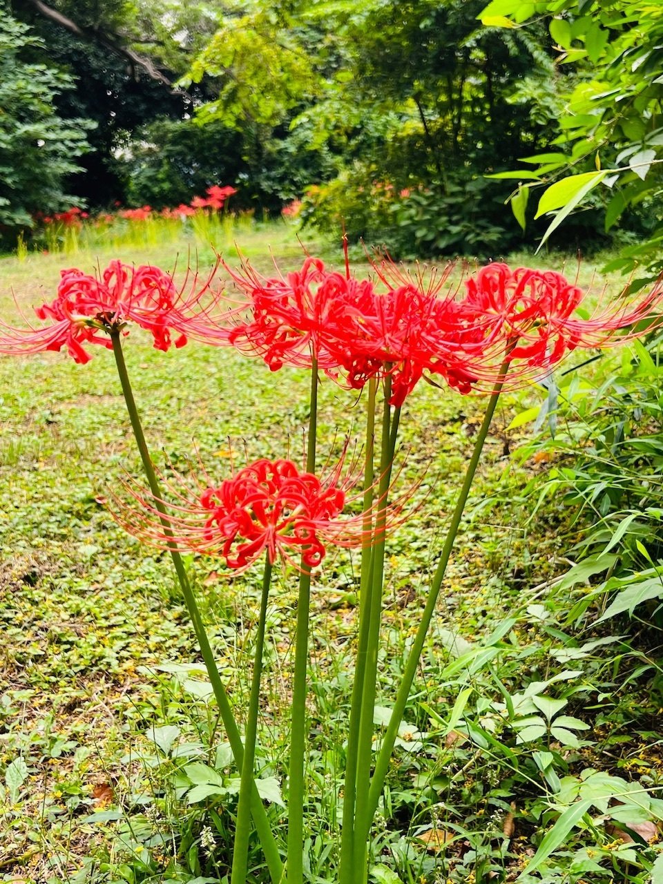彼岸花@小石川植物園 2024｜ミント