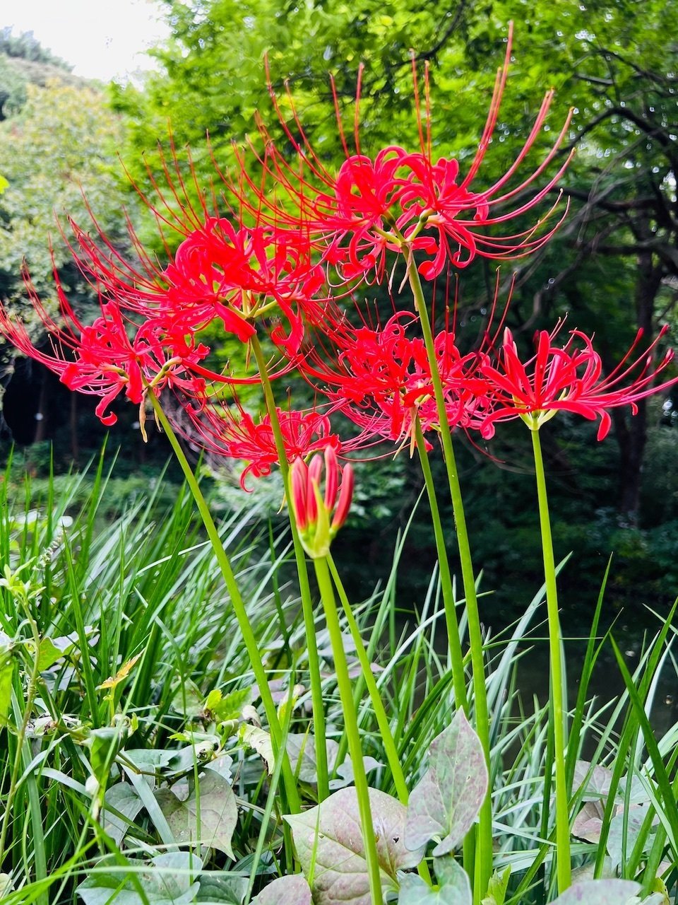 彼岸花@小石川植物園 2024｜ミント