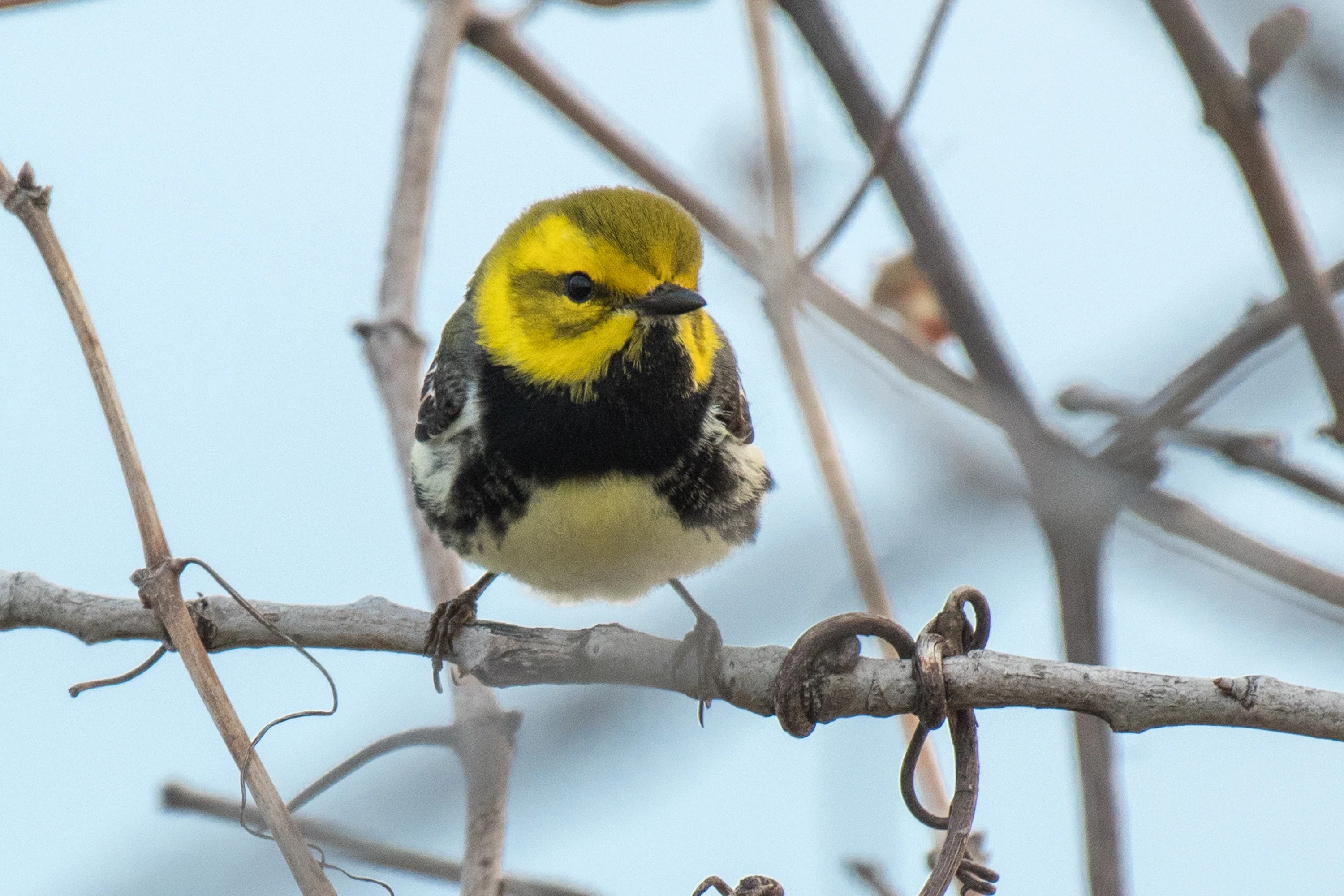 シカゴでバードウォッチング！】 Black-throated Green Warbler