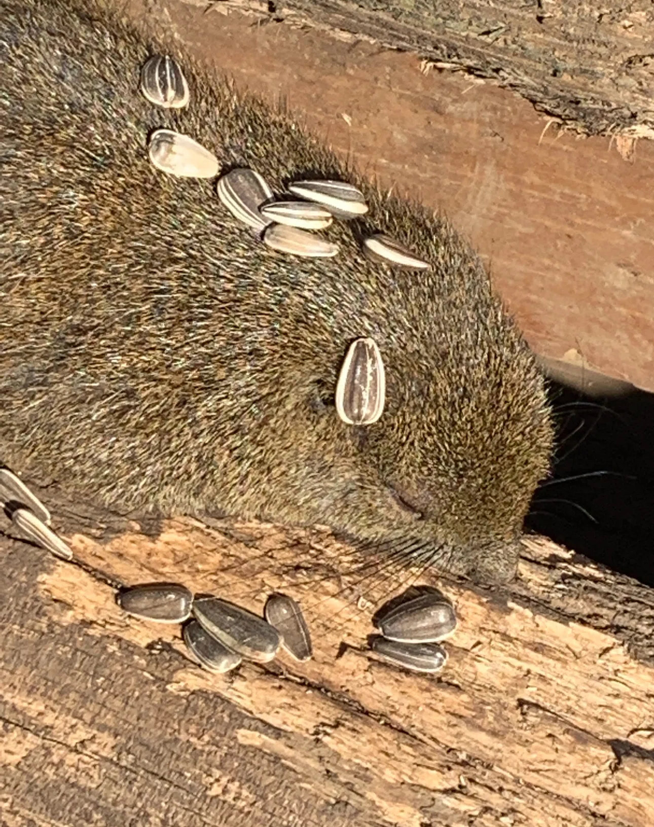 町田リス園の魅力と概要 ～かわいいリスたちとふれあえる！〜｜成瀬の