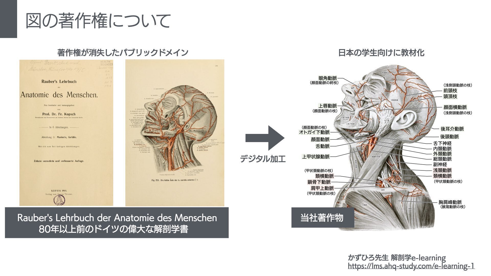 日本人体解剖学 循環器 下巻