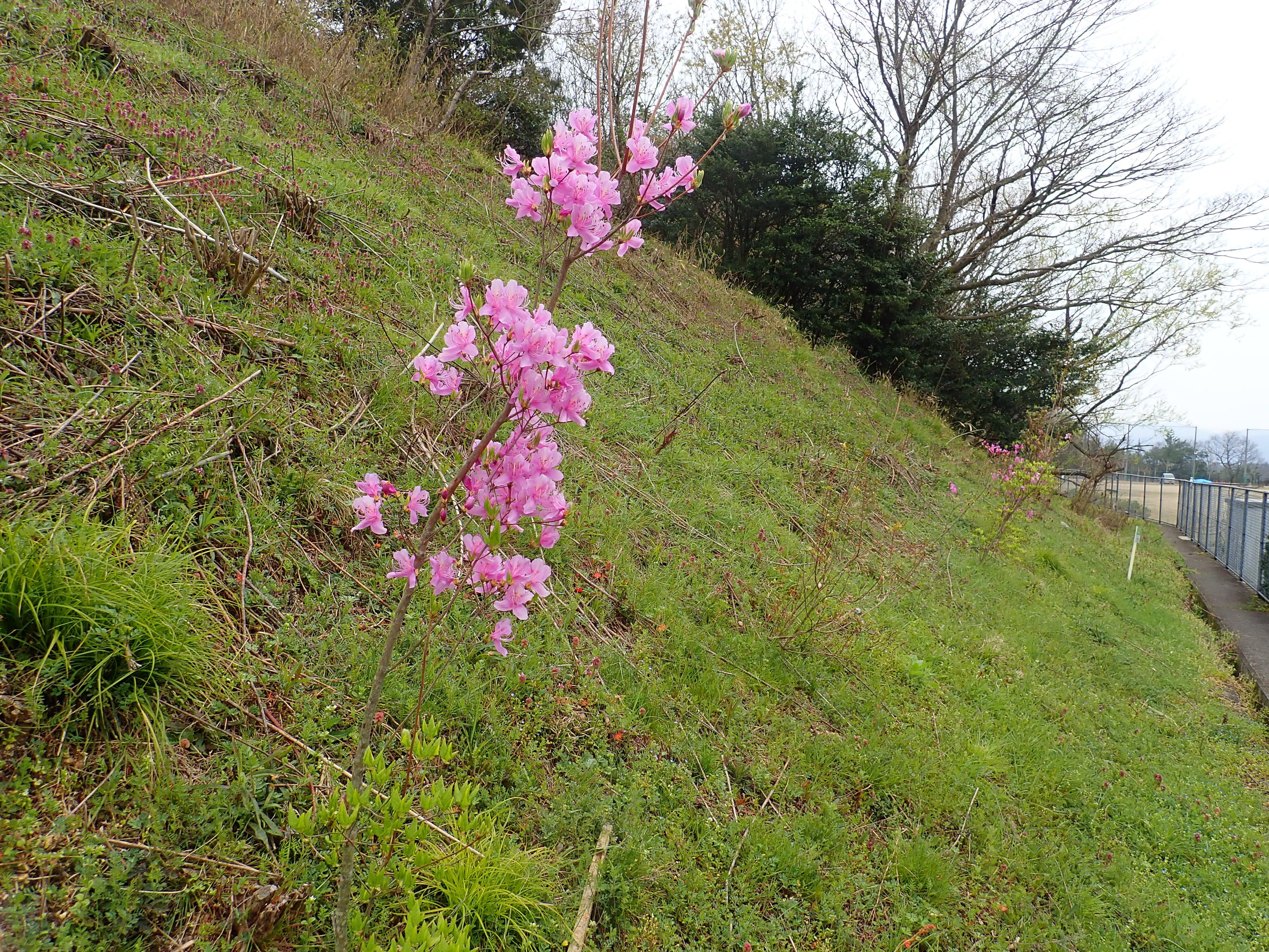 コバノミツバツツジ　大株　【品番3442】 コバノミツバツツジ 大株 【品番3442】