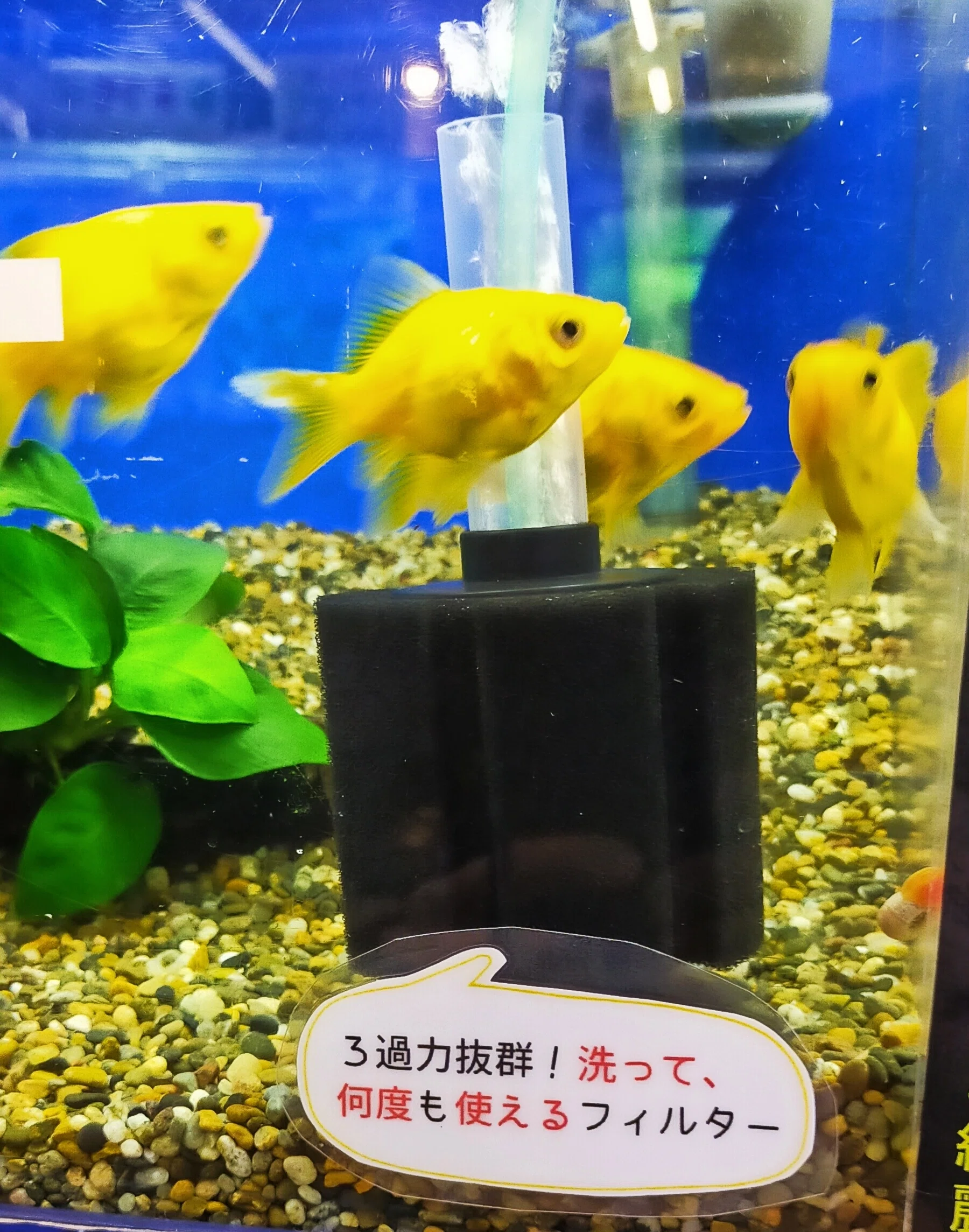 底面フィルターと組み合わせるなら、プロジェクトフィルターBSで決まり