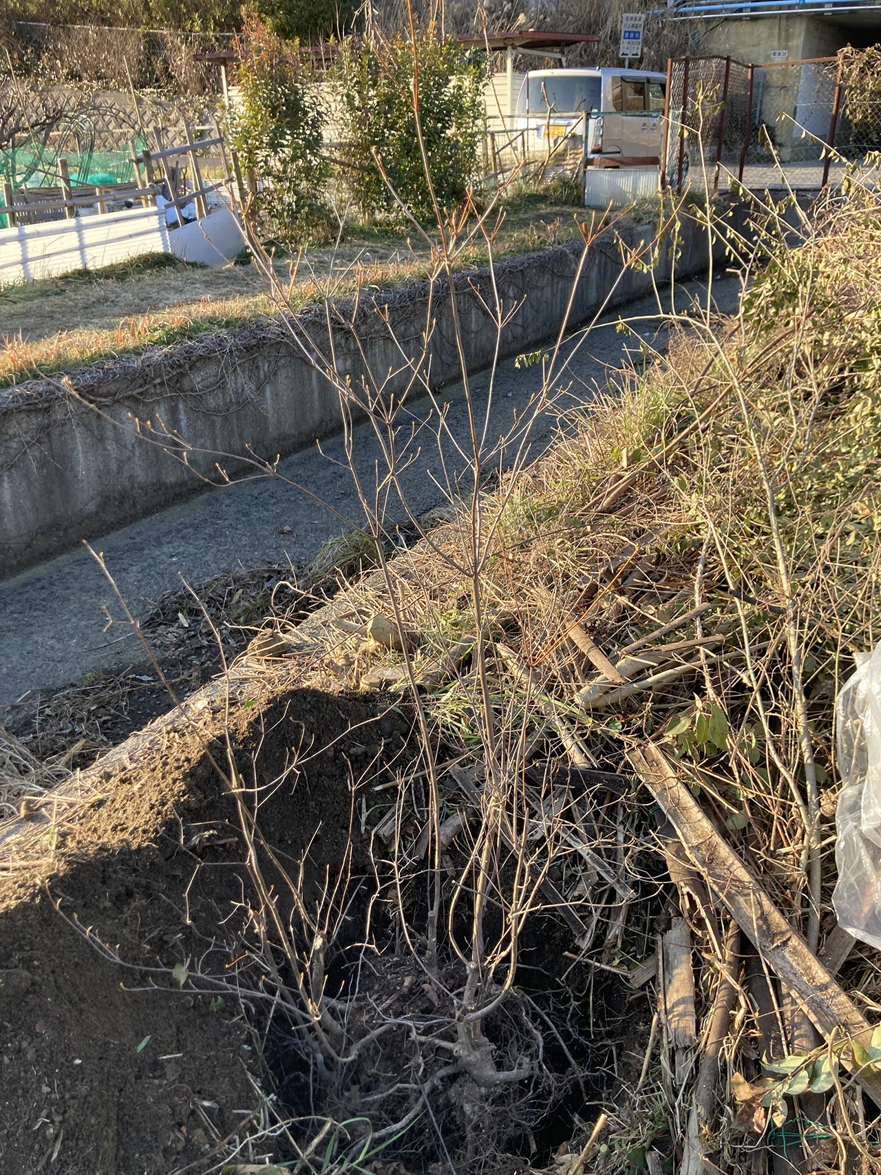 25．種から育てるコバノミツバツツジ｜sasayan