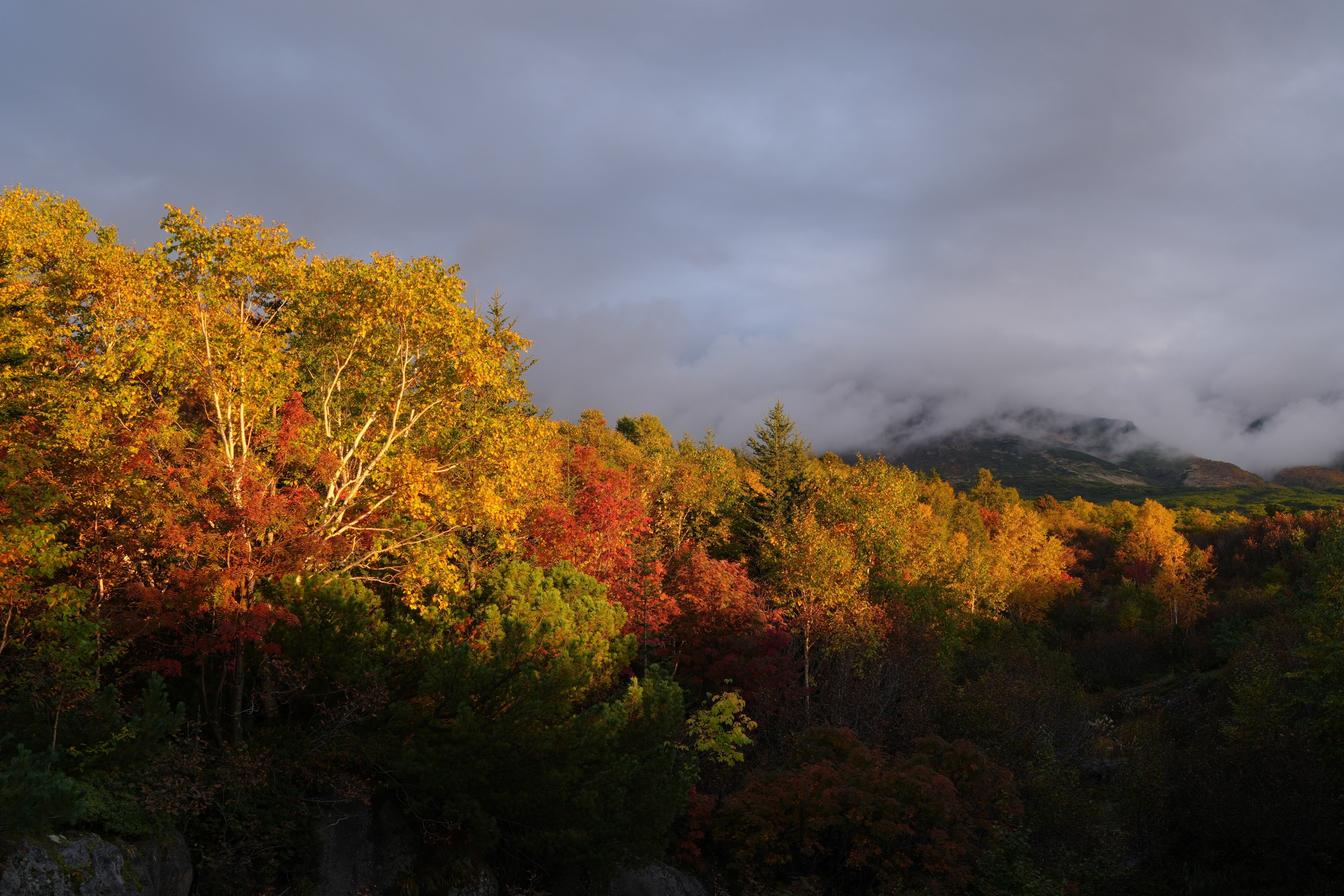 秋本番の紅葉｜風景写真 四季の山旅