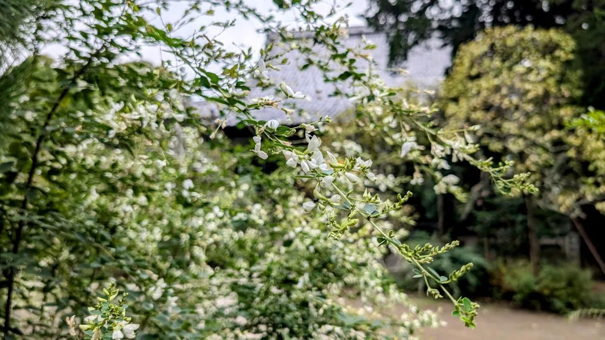 「零れる」【鎌倉ぐらし/日々雑感】|水谷俊樹