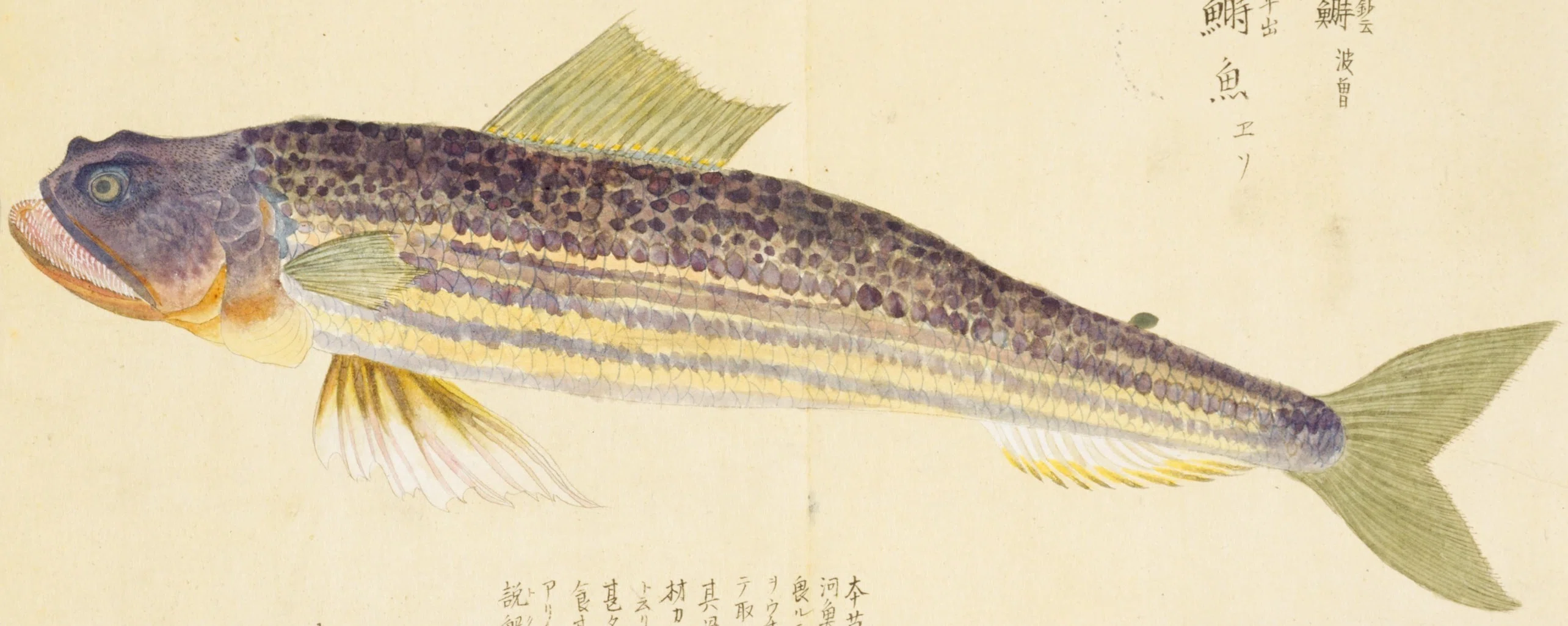 梅園魚品図正】(46) 鰣魚（ゑそ）｜mominaina