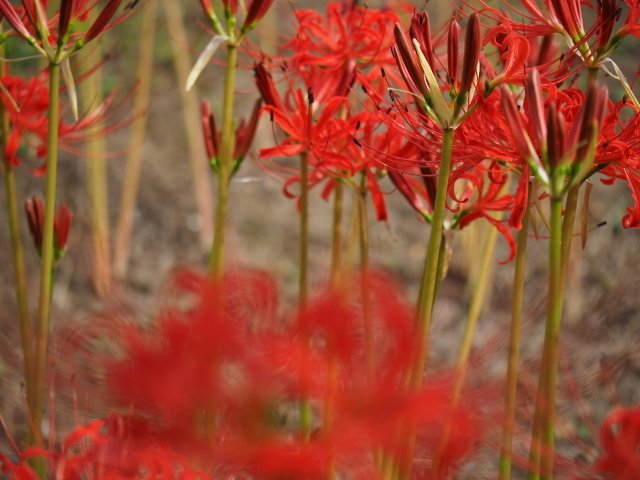 レンズ沼の歩き方」LEICA DG MACRO-ELMARIT 1:2.8/45 ASPH. MEGA レンズ沼の歩き方」LEICA DG MACRO-ELMARIT 1:2.8/45 ASPH. MEGA