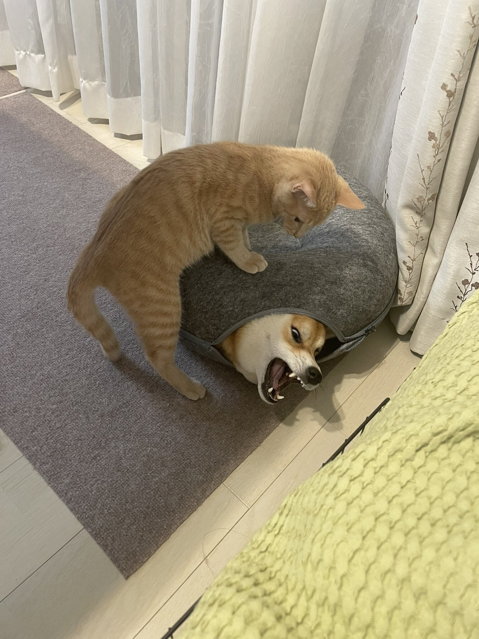 猫の策略にハマった柴犬が大苦戦！必死の形相で抵抗するワンちゃんの姿