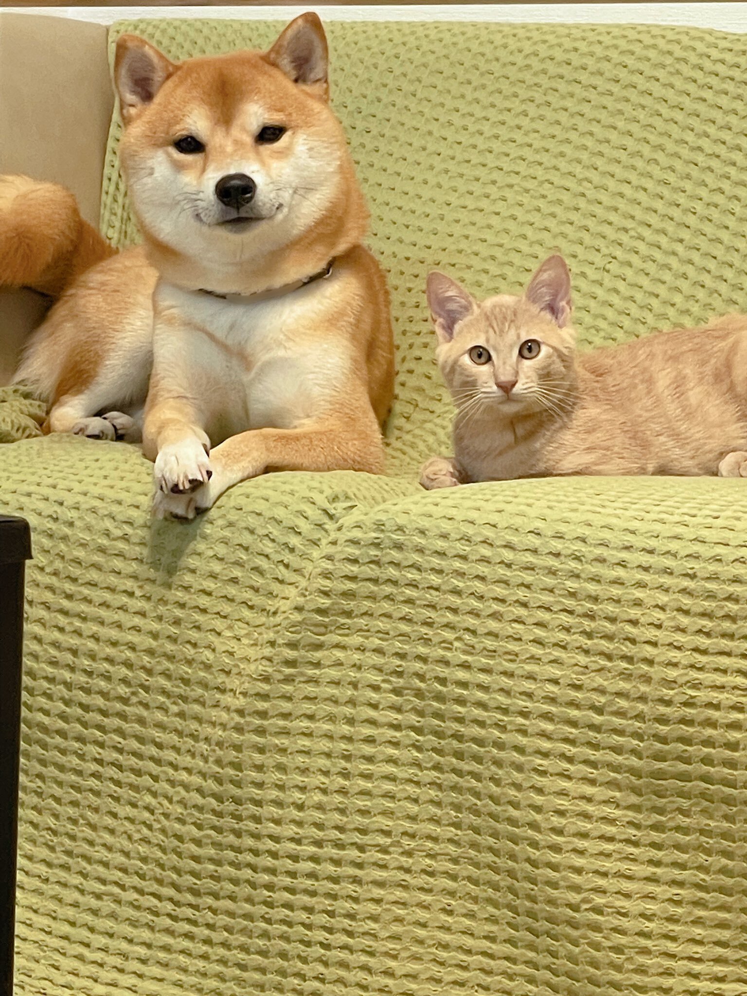 猫の策略にハマった柴犬が大苦戦！必死の形相で抵抗するワンちゃんの姿