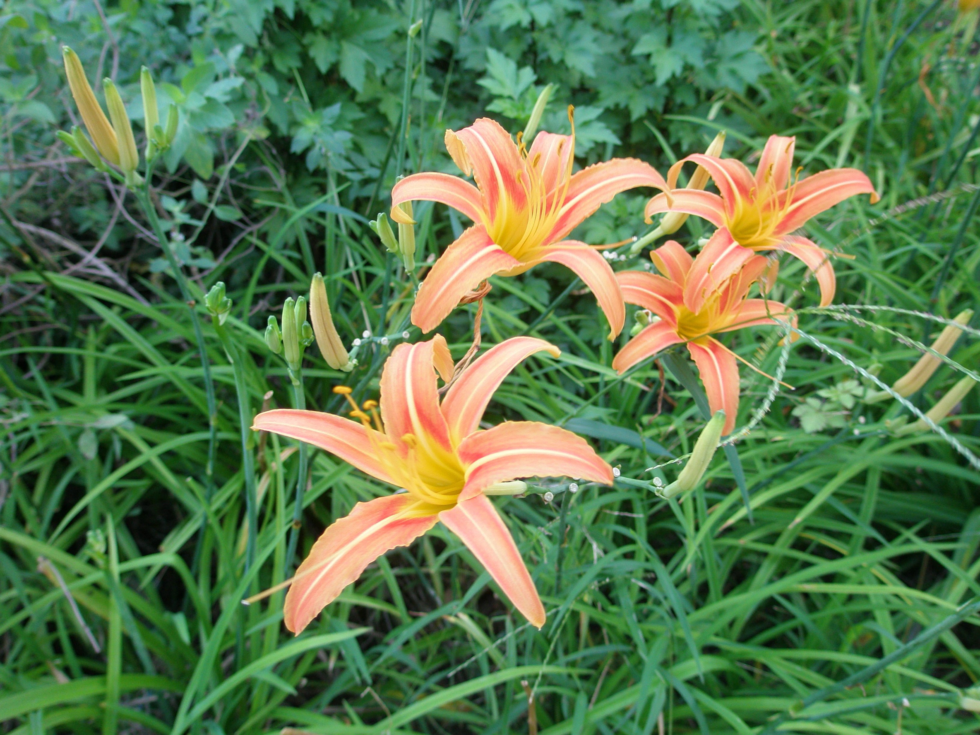 薬草紹介～ アキノワスレグサ｜【公式】ウコン君（沖縄長生薬草本社）