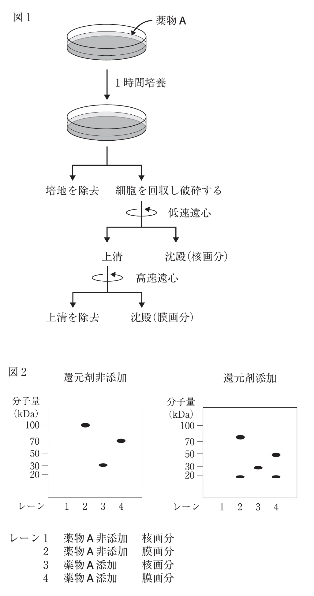 松廼屋｜論点解説 薬剤師国家試験対策ノート問107-114【生物】論点