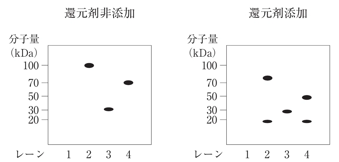 松廼屋｜論点解説 薬剤師国家試験対策ノート問107-114【生物】論点