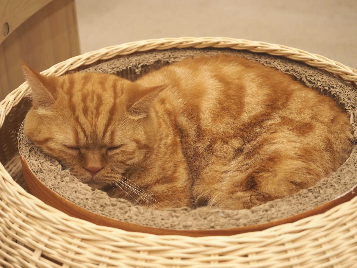 猫カフェ、MOCHA(モカ)の猫写真1
