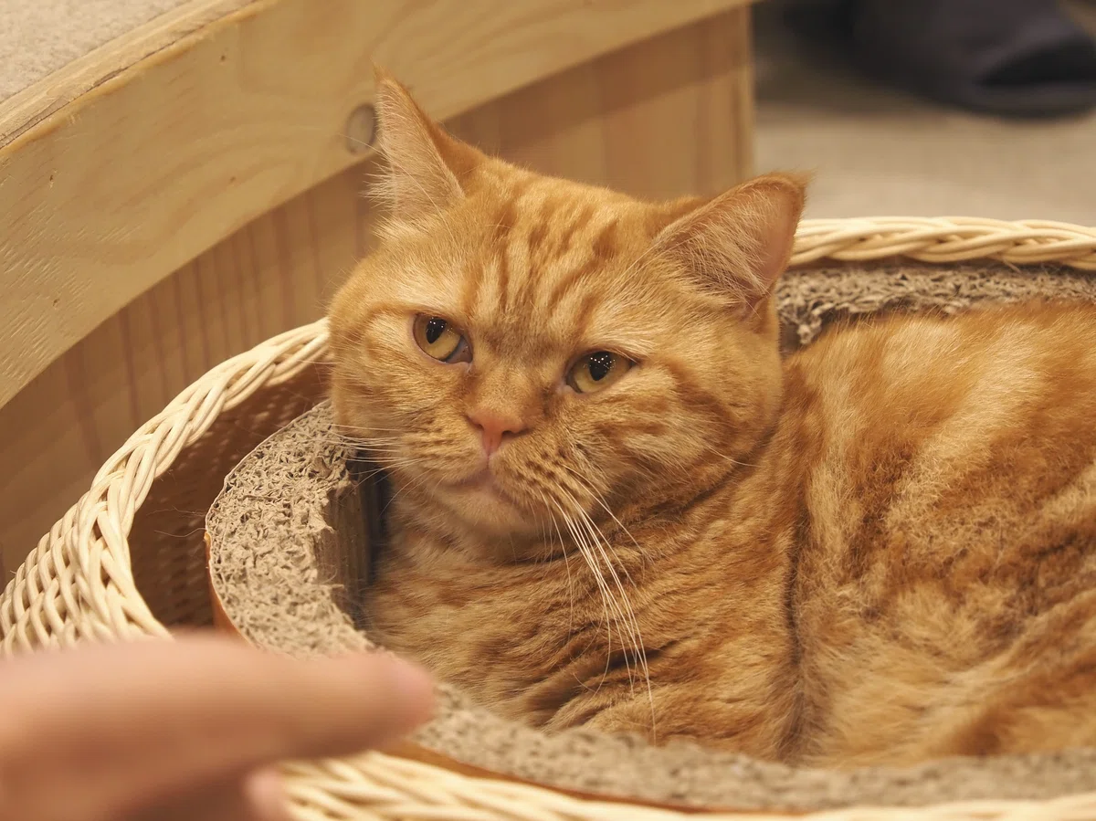 猫カフェ、MOCHA(モカ)の猫写真2