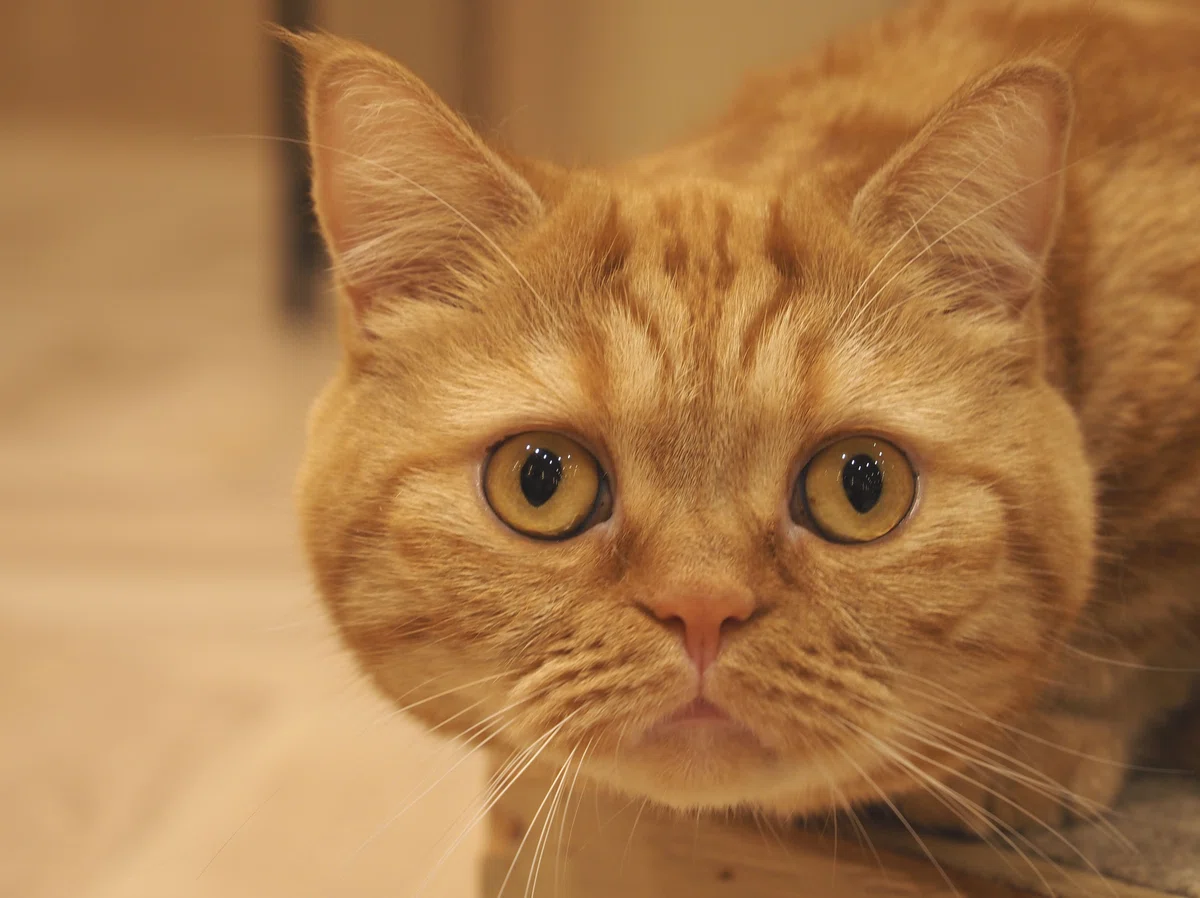 猫カフェ、MOCHA(モカ)の猫写真4