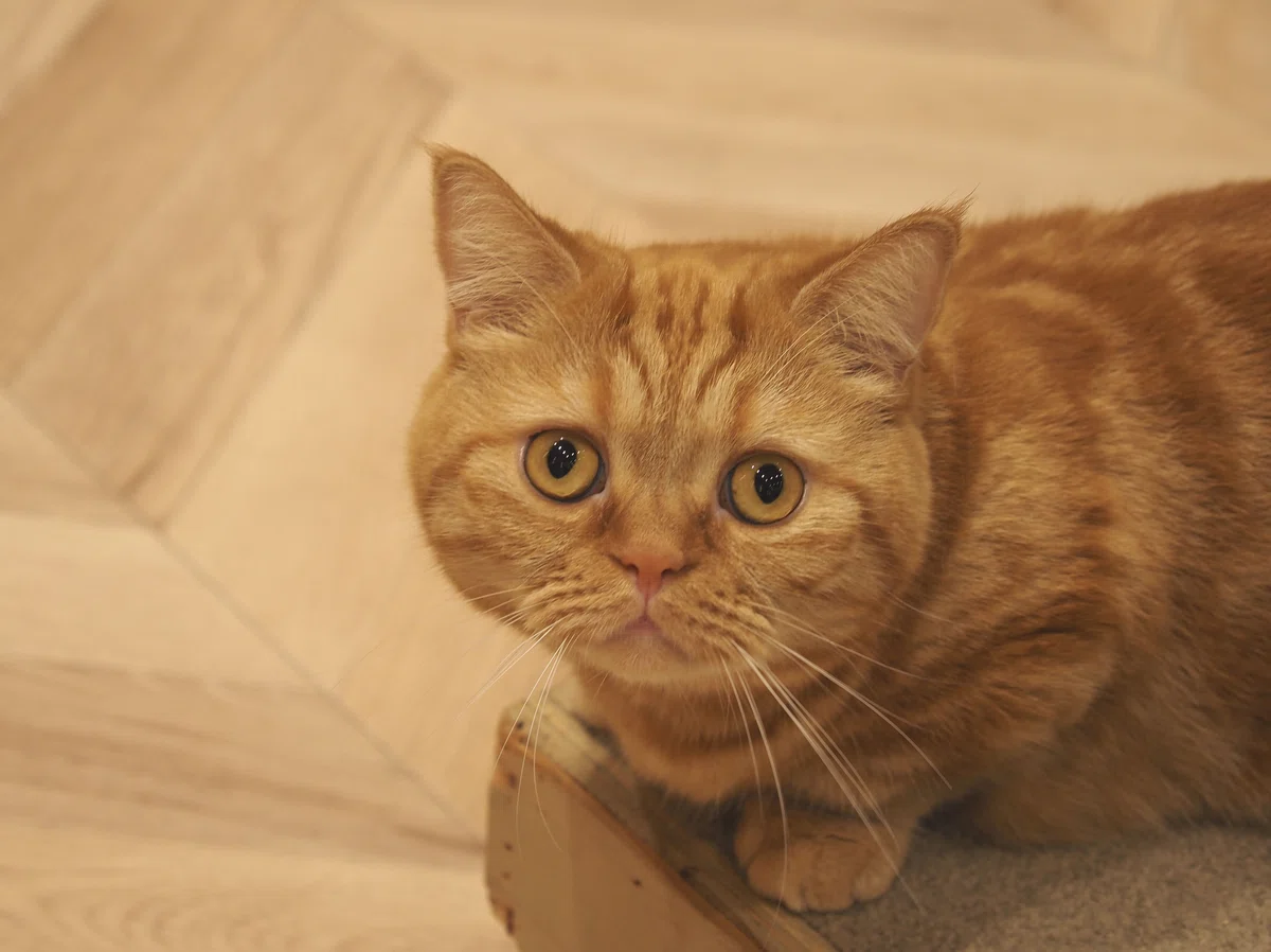 猫カフェ、MOCHA(モカ)の猫写真3