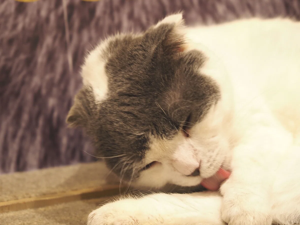 猫カフェ、MOCHA(モカ)の猫写真6