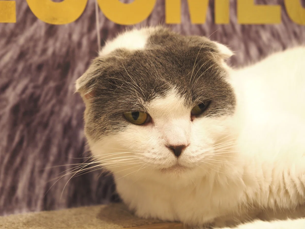 猫カフェ、MOCHA(モカ)の猫写真5