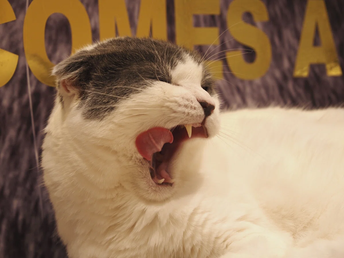 猫カフェ、MOCHA(モカ)の猫写真8