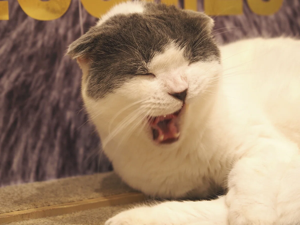 猫カフェ、MOCHA(モカ)の猫写真7