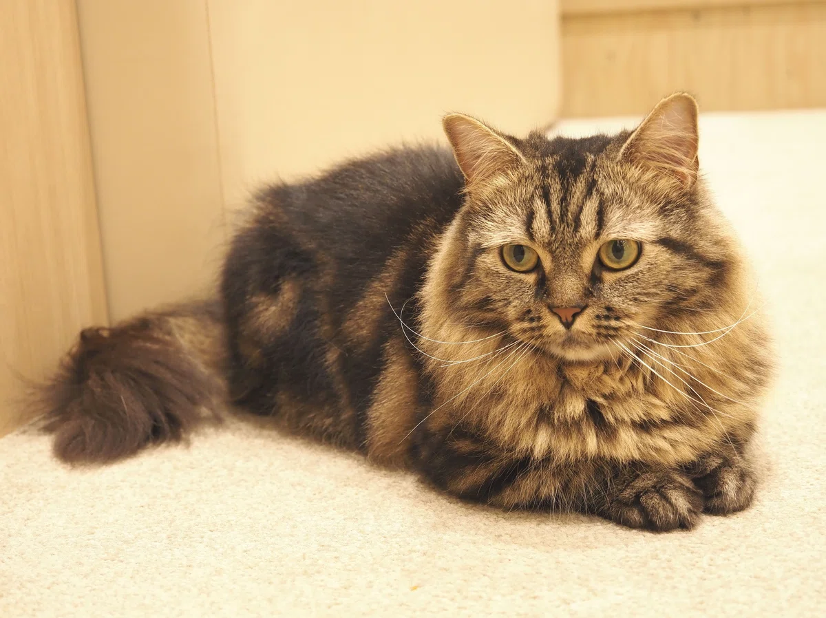 猫カフェ、MOCHA(モカ)の猫写真12