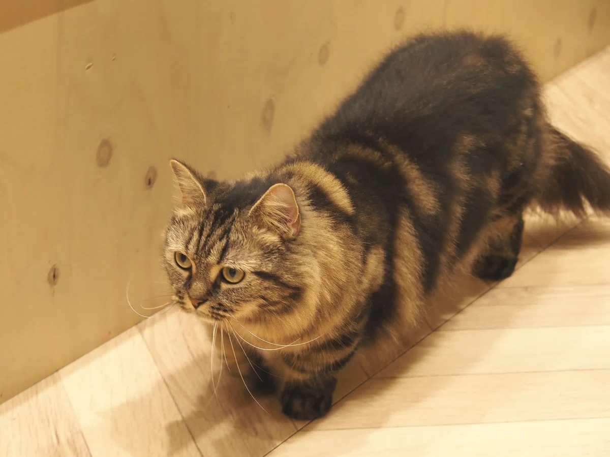 猫カフェ、MOCHA(モカ)の猫写真10