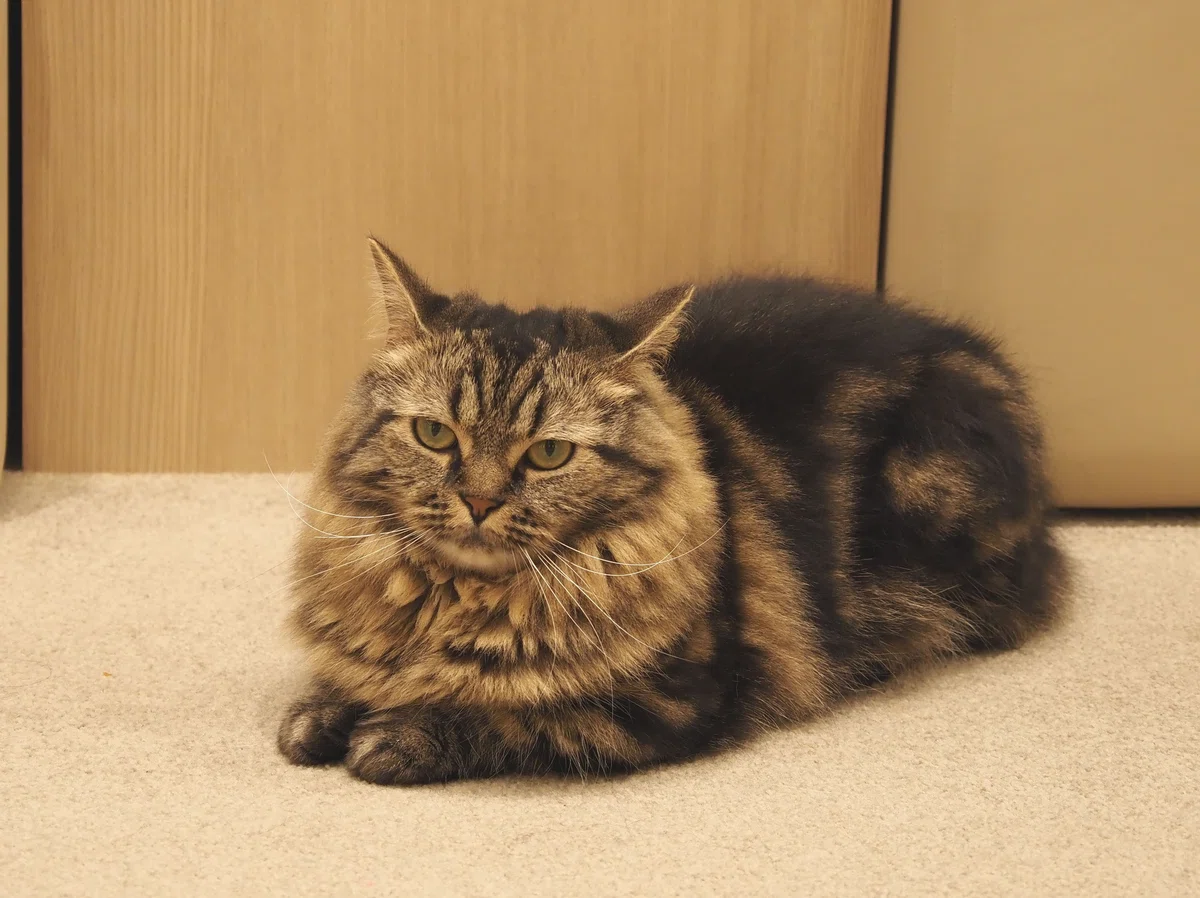 猫カフェ、MOCHA(モカ)の猫写真11