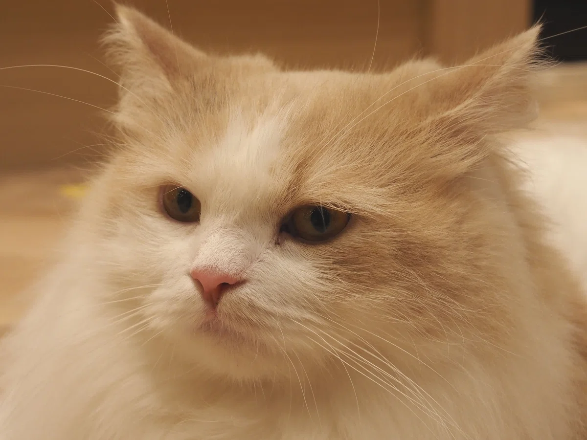 猫カフェ、MOCHA(モカ)の猫写真16