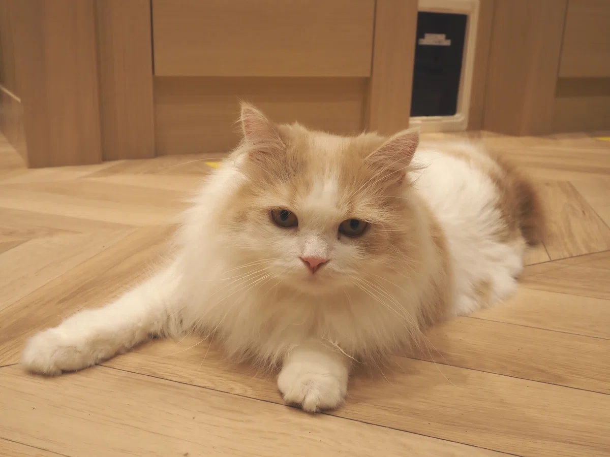猫カフェ、MOCHA(モカ)の猫写真14