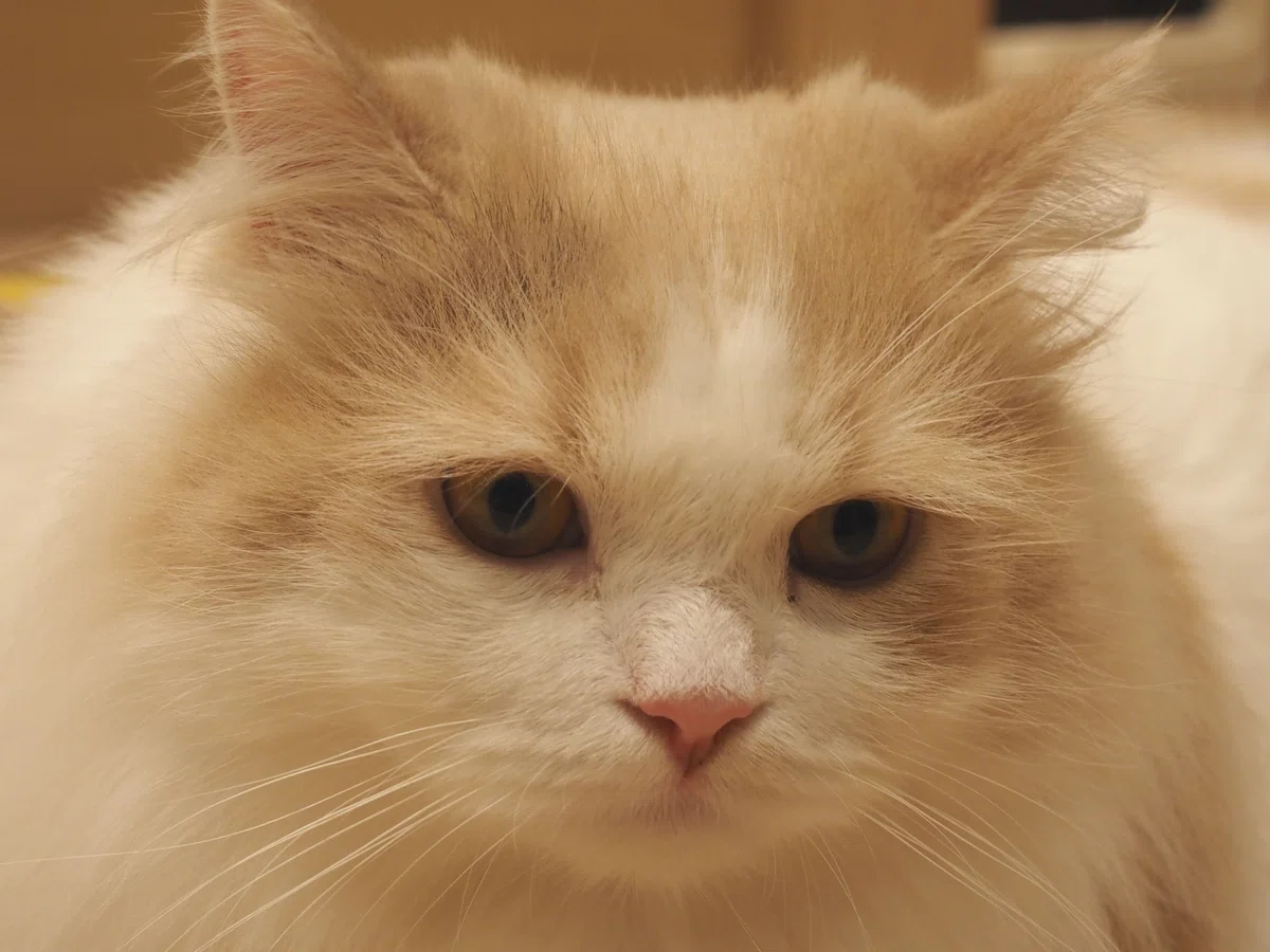 猫カフェ、MOCHA(モカ)の猫写真13