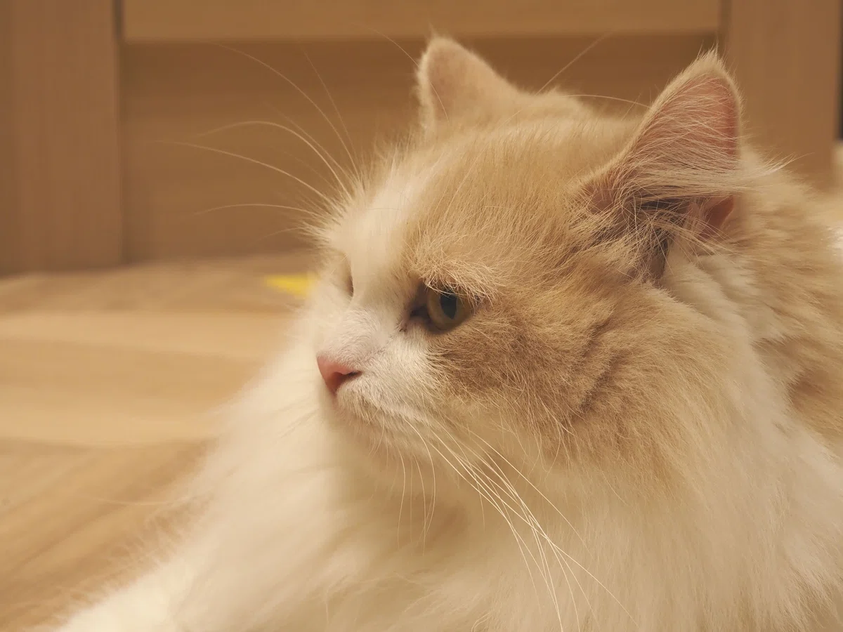猫カフェ、MOCHA(モカ)の猫写真15