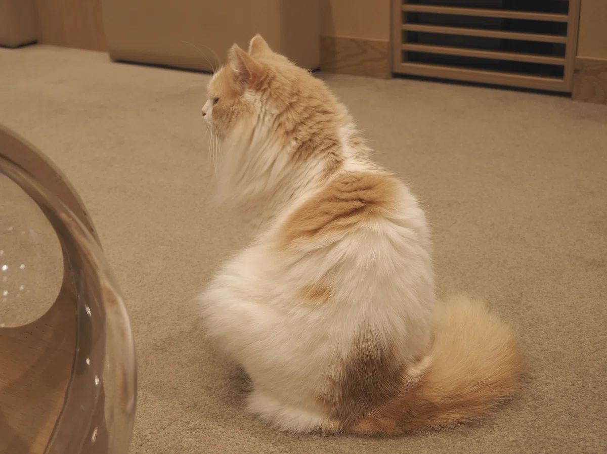 猫カフェ、MOCHA(モカ)の猫写真18