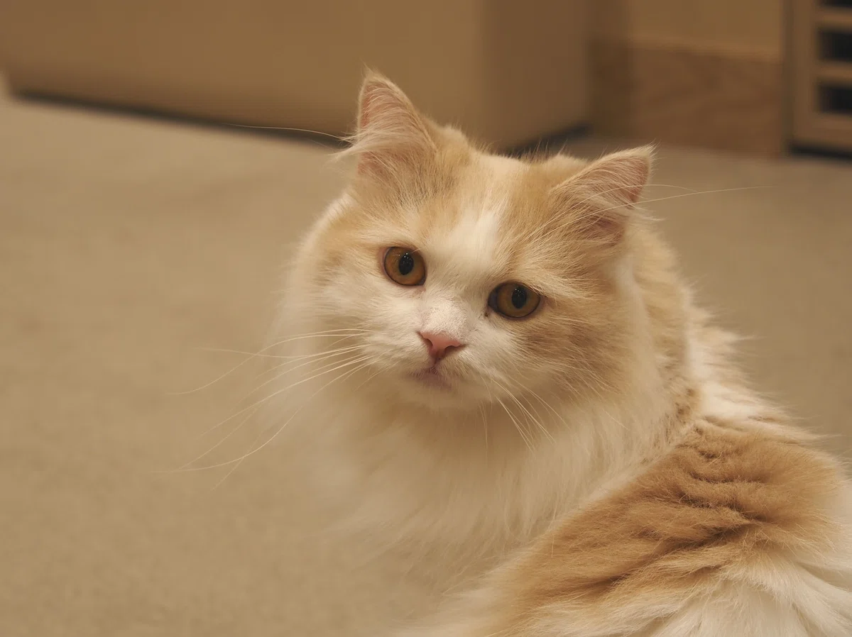 猫カフェ、MOCHA(モカ)の猫写真17