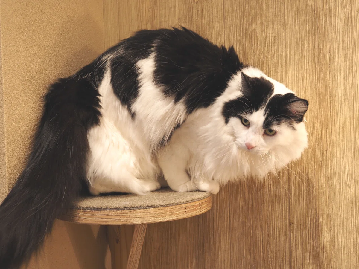 猫カフェ、MOCHA(モカ)の猫写真19