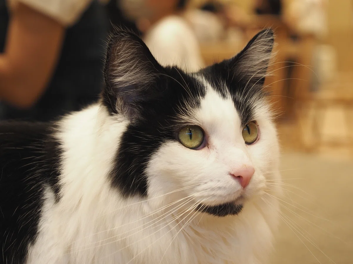 猫カフェ、MOCHA(モカ)の猫写真21