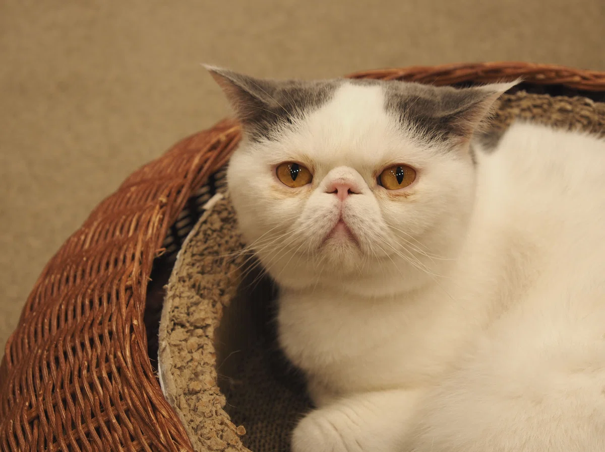 猫カフェ、MOCHA(モカ)の猫写真23