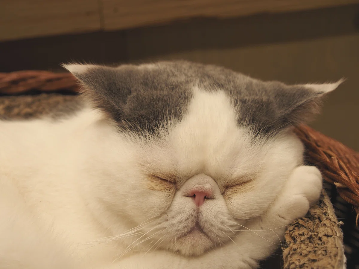 猫カフェ、MOCHA(モカ)の猫写真22