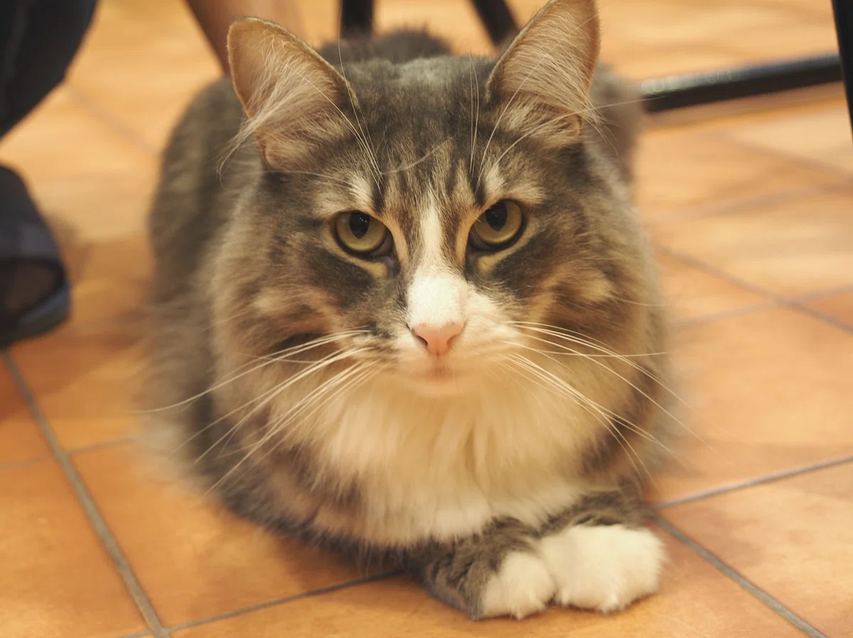 猫カフェ、MOCHA(モカ)の猫写真24